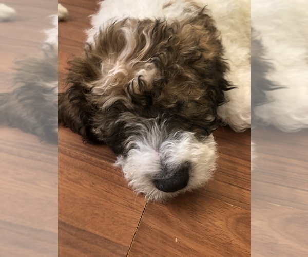 Medium Photo #1 Pyredoodle Puppy For Sale in DACULA, GA, USA