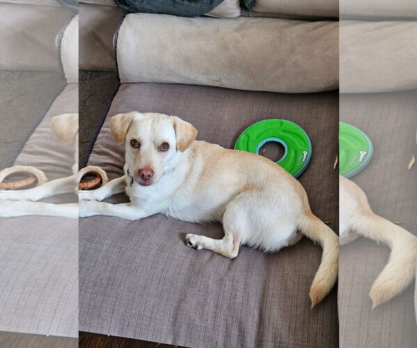 Medium Photo #2 Dachsador Puppy For Sale in Bellevue, WA, USA