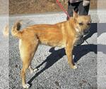 Small #5 Carolina Dog-German Shepherd Dog Mix