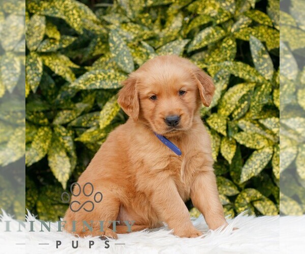 Medium Photo #3 Golden Retriever Puppy For Sale in NEW HOLLAND, PA, USA