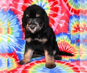 Australian Labradoodle Puppy for sale in ASPERMONT, TX, USA