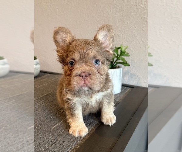 Medium Photo #2 French Bulldog Puppy For Sale in CHARLOTTE, NC, USA