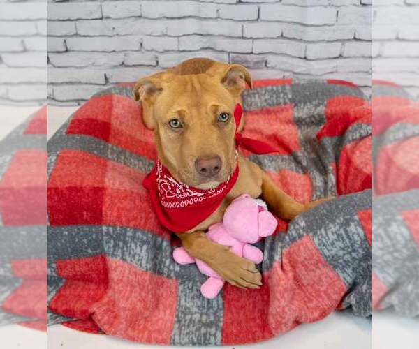 Medium Photo #5 Mutt Puppy For Sale in Kennesaw, GA, USA