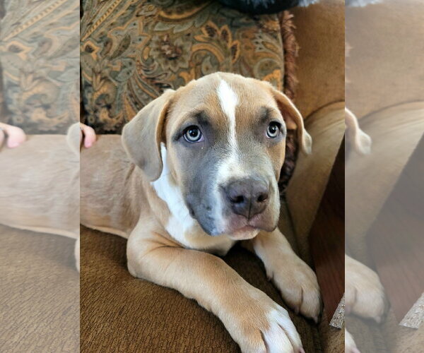 Medium Photo #4 Mutt Puppy For Sale in Sequim, WA, USA