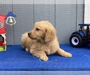 Golden Retriever Puppy for sale in ORANGE, MA, USA