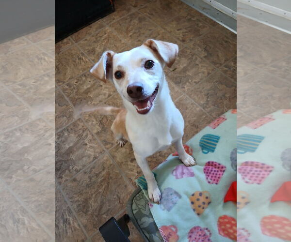 Medium Photo #5 Mutt Puppy For Sale in Eastman, GA, USA