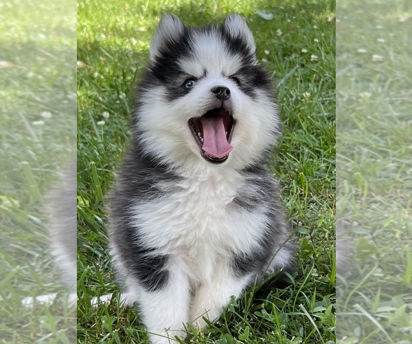 Medium Photo #5 Pomsky Puppy For Sale in BAXTER, TN, USA