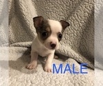 Small Photo #7 Chihuahua Puppy For Sale in BLUE SPRINGS, MO, USA