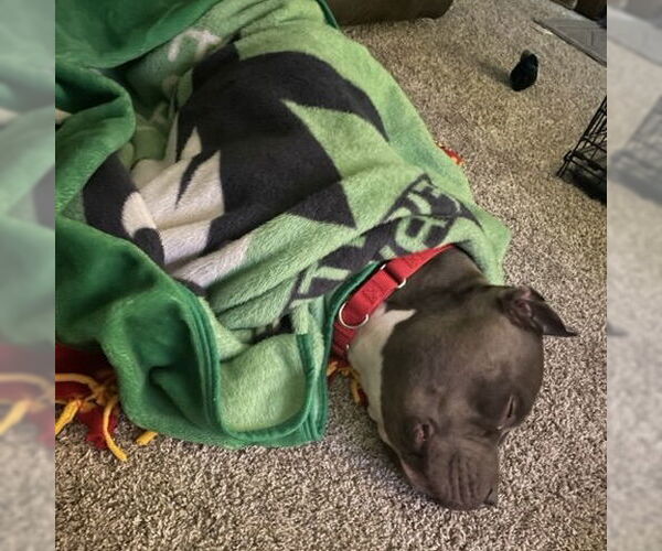 Medium Photo #21 American Pit Bull Terrier-Unknown Mix Puppy For Sale in Fargo, ND, USA