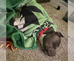 Small #20 American Pit Bull Terrier Mix