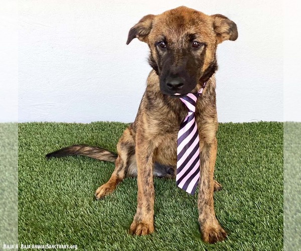 Medium Photo #4 Holland Shepherd-Unknown Mix Puppy For Sale in San Diego, CA, USA