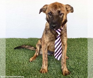 Bret - Male Holland Shepherd-Unknown Mix Dog for Adoption - Photo #4