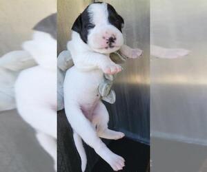 American Staffordshire Terrier-Unknown Mix Dogs for adoption in San Antonio, TX, USA