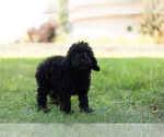 Small Photo #4 Poodle (Miniature) Puppy For Sale in WARSAW, IN, USA