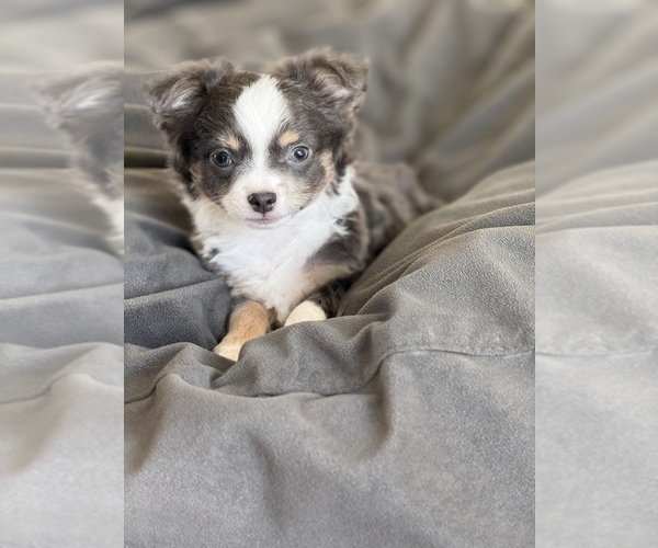Medium Photo #8 Chihuahua Puppy For Sale in MARCUS, IA, USA