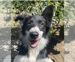 Australian Shepherd-Border-Aussie Mix Dogs for adoption in LANCASTER, SC, USA