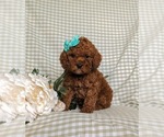 Small Photo #1 Poodle (Miniature) Puppy For Sale in NEW PROVIDENCE, PA, USA