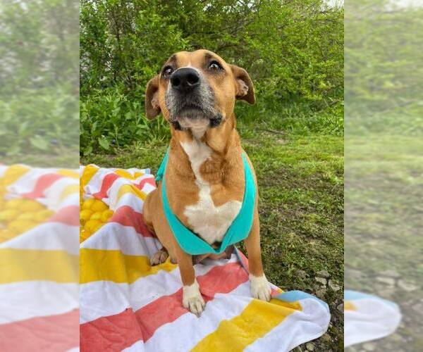 Medium Photo #1 Mutt Puppy For Sale in Poplar Bluff, MO, USA