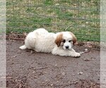 Puppy Puppy 3 Great Pyrenees-Saint Bernard Mix