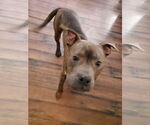 Small #21 American Pit Bull Terrier Mix