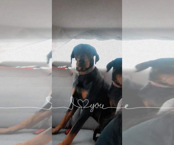 Medium Photo #4 Doberman Pinscher Puppy For Sale in Escondido, CA, USA