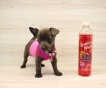 Small Photo #9 Chihuahua Puppy For Sale in LAS VEGAS, NV, USA