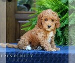 Small #1 Goldendoodle (Miniature)