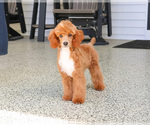 Small #2 Poodle (Miniature)