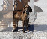 Small Photo #3 Plott Hound Puppy For Sale in Rustburg, VA, USA