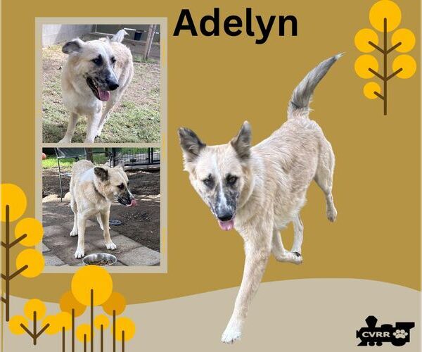 Medium Photo #1 Australian Shepherd Puppy For Sale in Lindsay, CA, USA