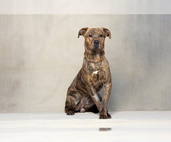 Medium Photo #2 Mutt Puppy For Sale in Jackson, CA, USA