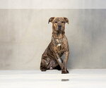 Small #1 Mutt