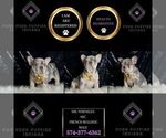 Small Photo #7 French Bulldog Puppy For Sale in WARSAW, IN, USA