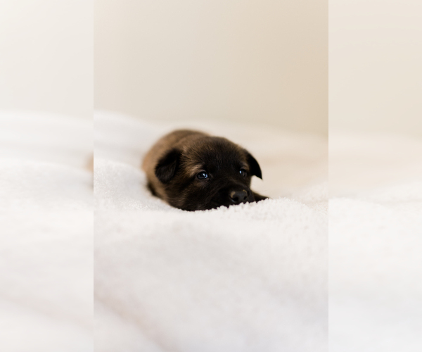 Medium Photo #10 Belgian Malinois Puppy For Sale in LYNCHBURG, VA, USA