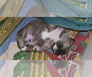 Chihuahua Dogs for adoption in San Antonio, TX, USA