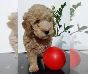 Goldendoodle (Miniature) Puppy for sale in FREDERICKSBG, OH, USA