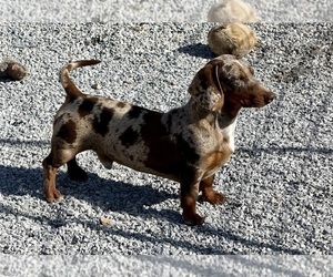Dachshund Puppy for sale in CASSVILLE, MO, USA
