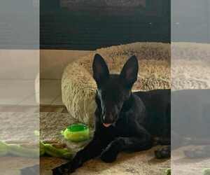 German Shepherd Dog Dogs for adoption in Gretna, NE, USA