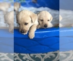Small Photo #4 Labrador Retriever Puppy For Sale in PRATTVILLE, AL, USA