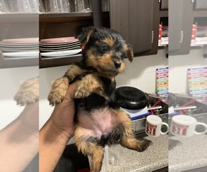 Yorkshire Terrier Puppy for sale in JERSEY CITY, NJ, USA