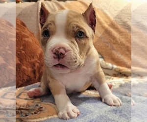 American Bully Puppy for sale in Midland, Ontario, Canada