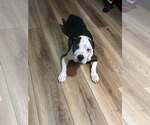 Small #3 Labrador Retriever Mix