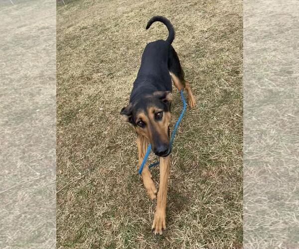 Medium Photo #2 Eurasier-German Shepherd Dog Mix Puppy For Sale in Front Royal, VA, USA