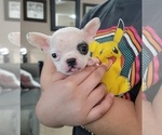 Small Photo #4 French Bulldog Puppy For Sale in BONNEY LAKE, WA, USA