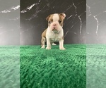 Small #15 Boston Terrier