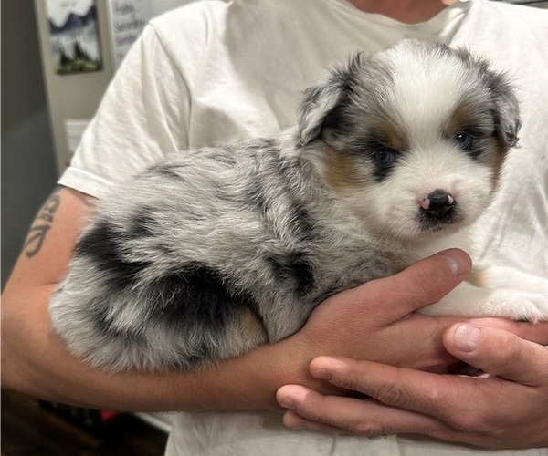 Medium Photo #1 Miniature American Shepherd Puppy For Sale in MADISON, WI, USA