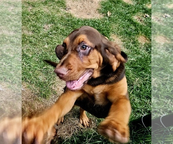 Medium Photo #4 Bloodhound Puppy For Sale in TOCCOA, GA, USA