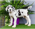 Small #10 Great Dane