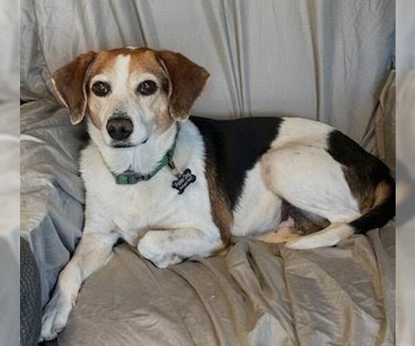 Medium Photo #4 Beagle-Unknown Mix Puppy For Sale in Dunnellon, FL, USA