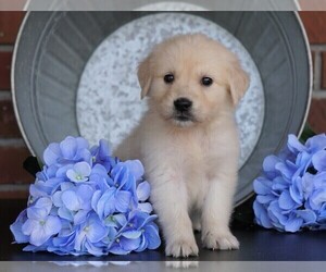 English Cream Golden Retriever Puppy for sale in FREDERICKSBG, OH, USA